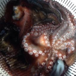 初のタコ狙い！