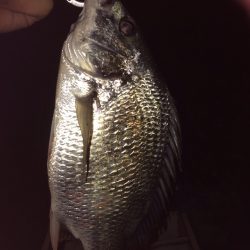 マイポイントでチニング修行