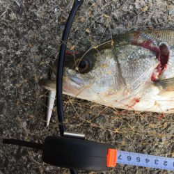 ショアジギングでシーバスゲット！