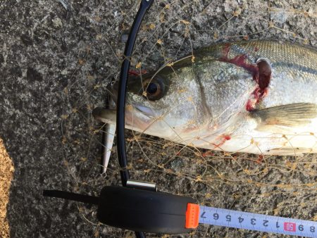 ショアジギングでシーバスゲット！