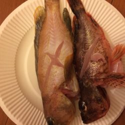 青物不発も切り替え