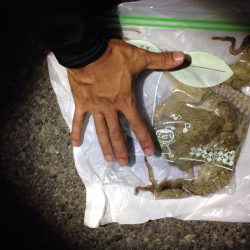 お持ち帰りサイズゲット！