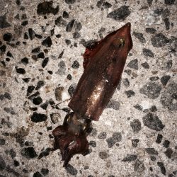 長女初エギング