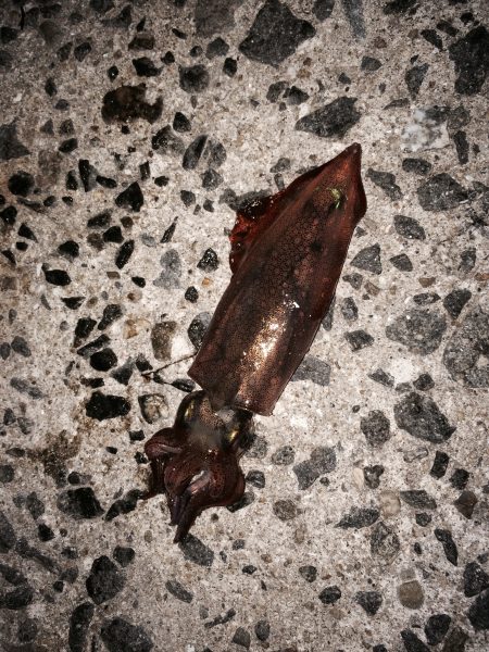 長女初エギング