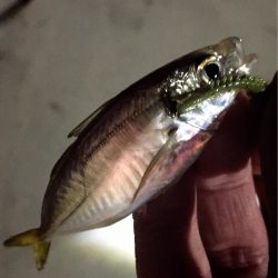 流行りに乗っかれず(艸дﾟ*)