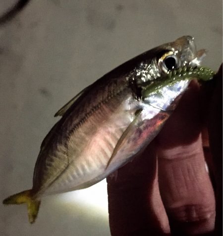 流行りに乗っかれず(艸дﾟ*)