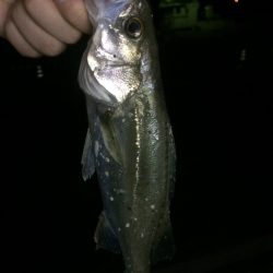 チーバスフィッシング