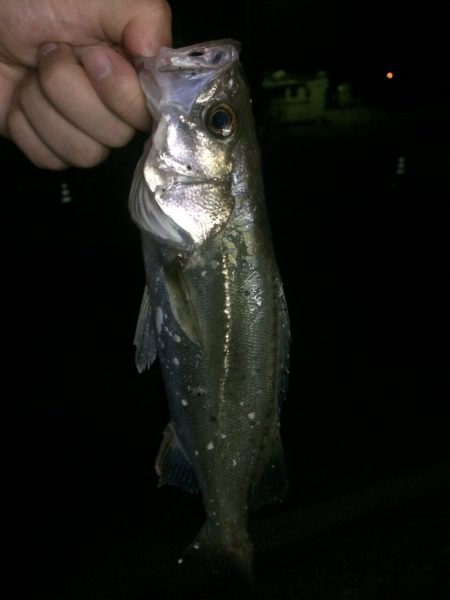 チーバスフィッシング