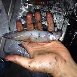 ケンサキ エギング