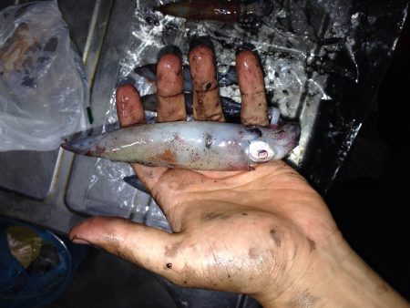 ケンサキ エギング