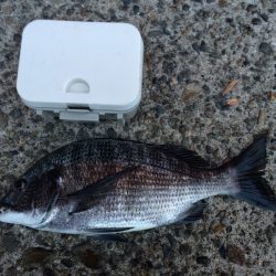 年無しがキター！