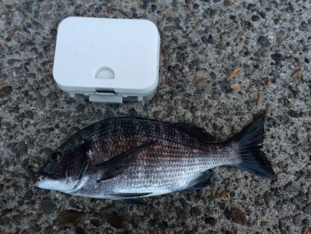 年無しがキター！