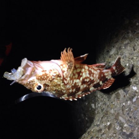 のんびりガシリング。