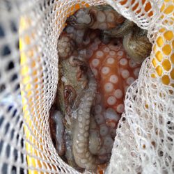 2匹目のドジョウのはずが？