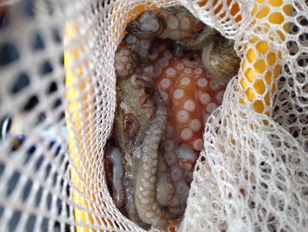 2匹目のドジョウのはずが？