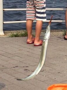 甥っ子達とサビキ