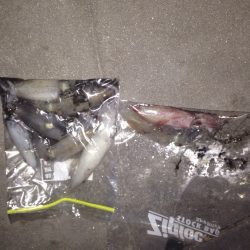 今年初ケンサキイカ