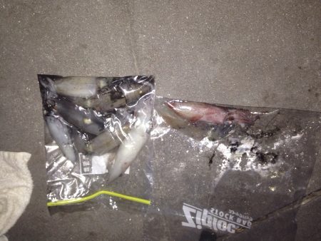 今年初ケンサキイカ