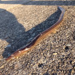 気ままに遠征。