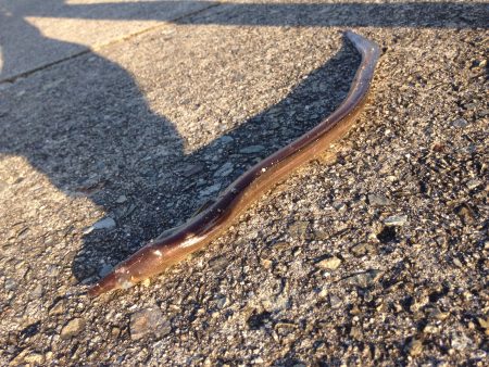 気ままに遠征。