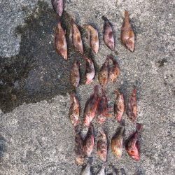 またまたロックフィッシュ‼︎