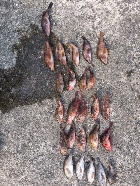 またまたロックフィッシュ‼︎