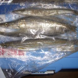 連日のカマス狙い