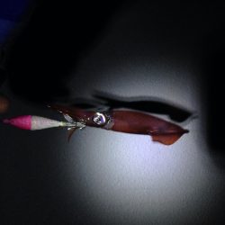 ケンサキイカ釣れてます！