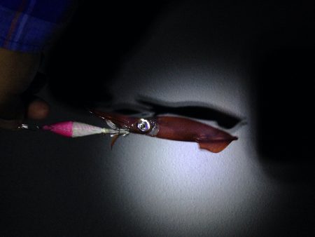 ケンサキイカ釣れてます！