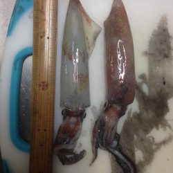 ケンサキ 初つ抜け