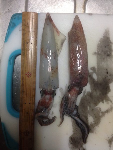 ケンサキ 初つ抜け