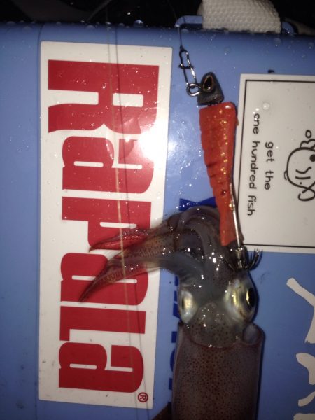 初剣先烏賊エギング