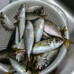 やっとアジが！