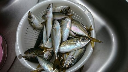 やっとアジが！