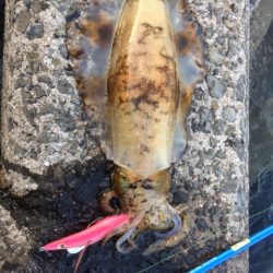 夏イカエギング