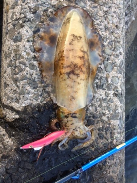 夏イカエギング