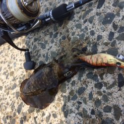 デイ新子エギング