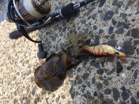 デイ新子エギング