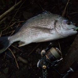 紀ノ川ライトゲーム