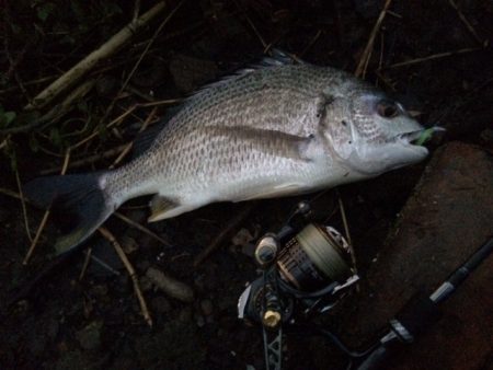 紀ノ川ライトゲーム