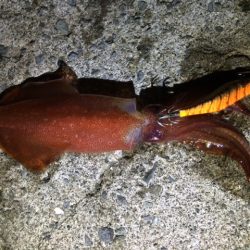 初めてのアジング