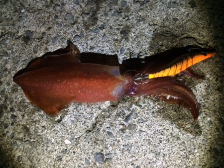 初めてのアジング