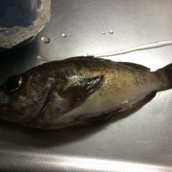 夜アジ＆メバル