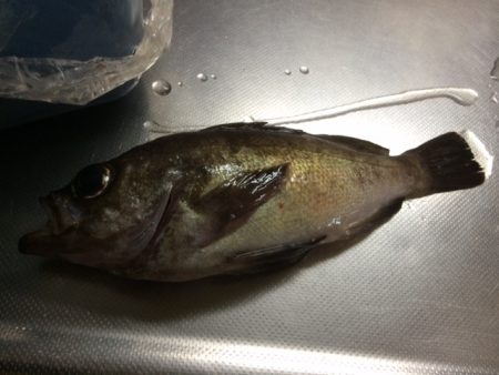 夜アジ＆メバル