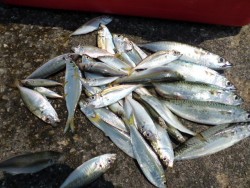 大阪南港海釣り公園　サバ、アジ、サッパ好調…