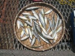 尼崎市立魚つり公園　ウキ釣りでサヨリ、アジ