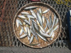 尼崎市立魚つり公園　ウキ釣りでサヨリ、アジ…