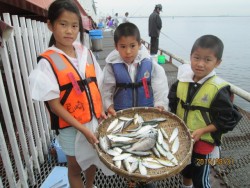 尼崎市立魚つり公園　サビキまだまだ好調です…