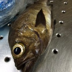 やっぱり前回のはマグレだった・・・