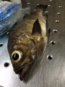 やっぱり前回のはマグレだった・・・